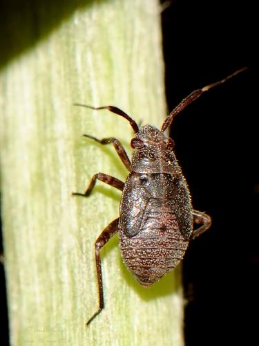 Réf. 199 898 : Capsus ater